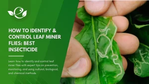 Leaf Miners