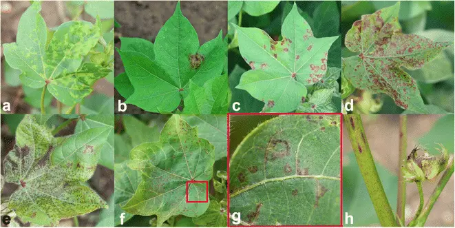 Learn about Tobacco Streak Virus