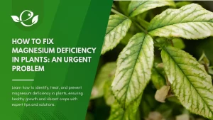 Magnesium deficiency in plants