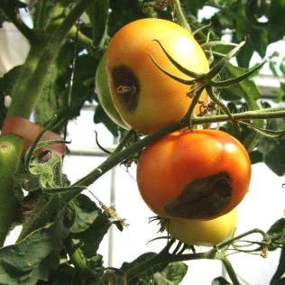 Nutrient disorders of tomato A Nitrogen deficiency B Calcium deficiency Q320