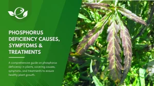 Phosphorus Deficiency