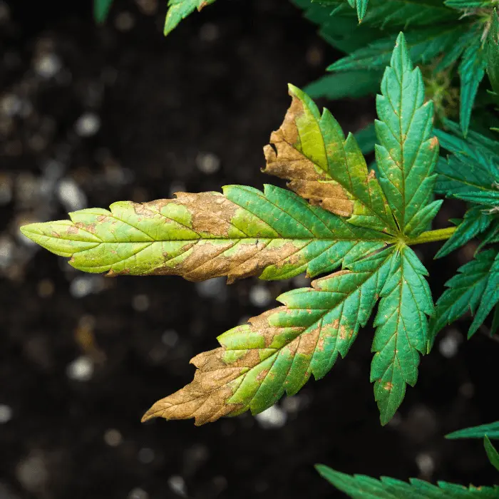 Phosphorus Deficiency in Cannabis Plants