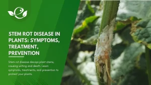 Stem rot disease in plants