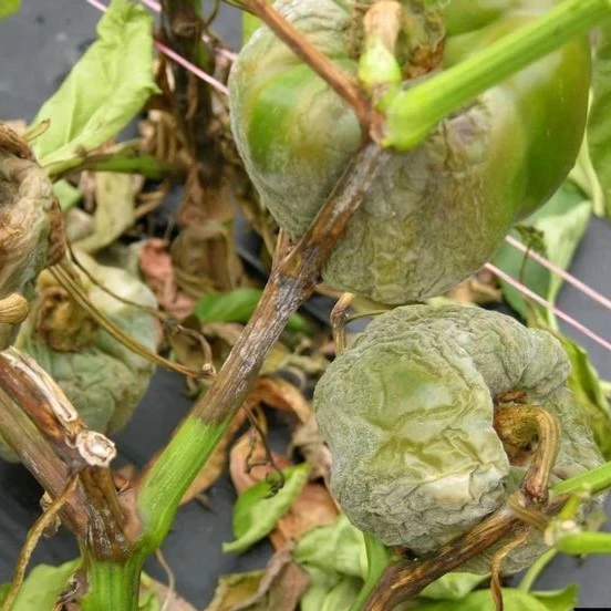 Phytophthora Blight of Peppers- Causes, Prevention, Damage