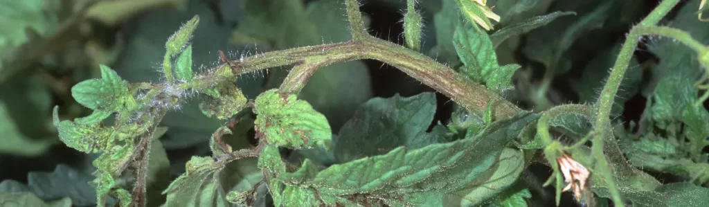 tobacco streak virus