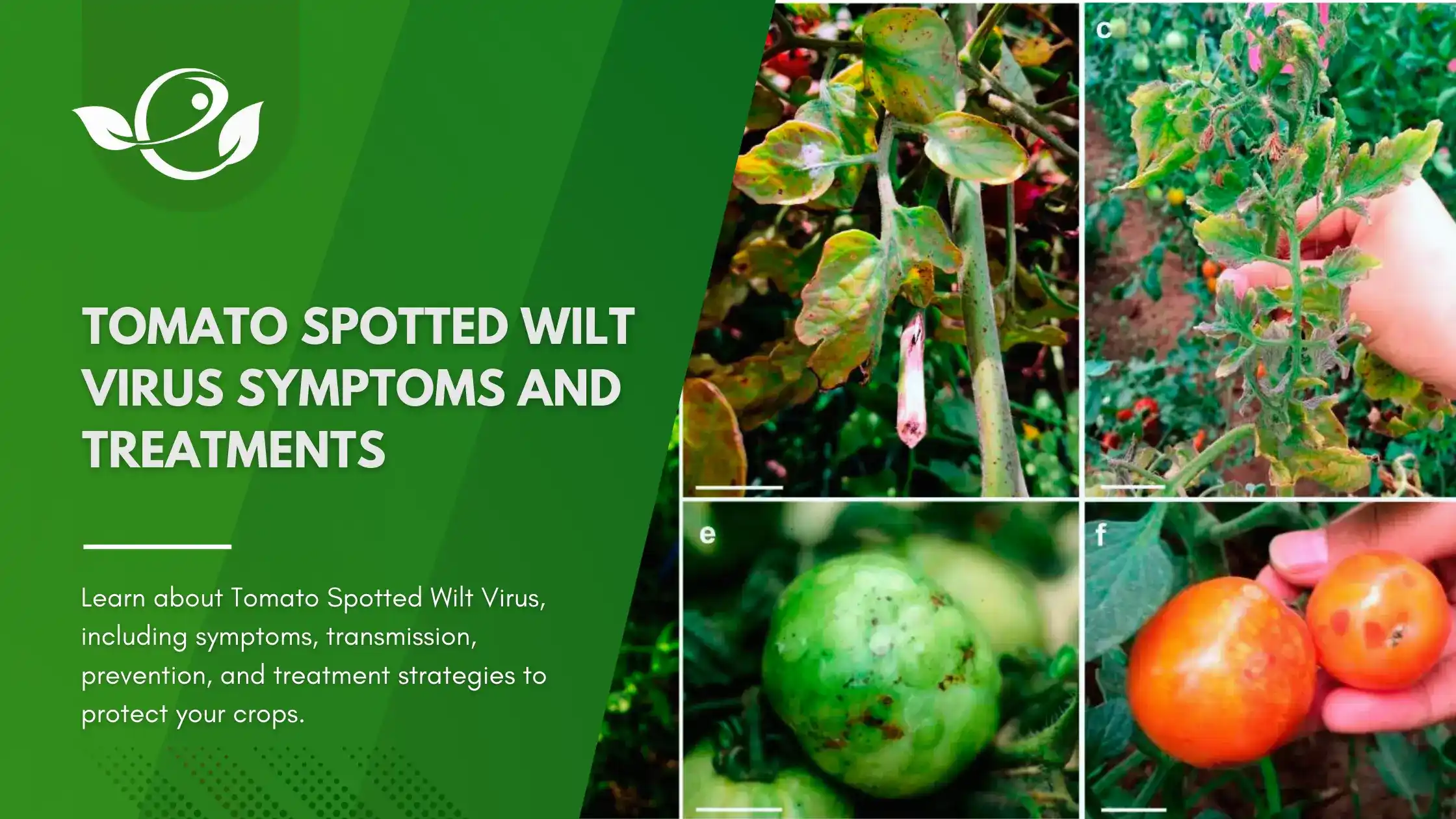 tomato wilt virus