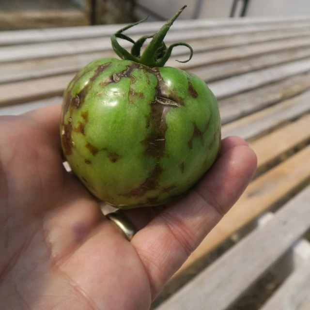 Tomato infected with tomato spotted wilt virus