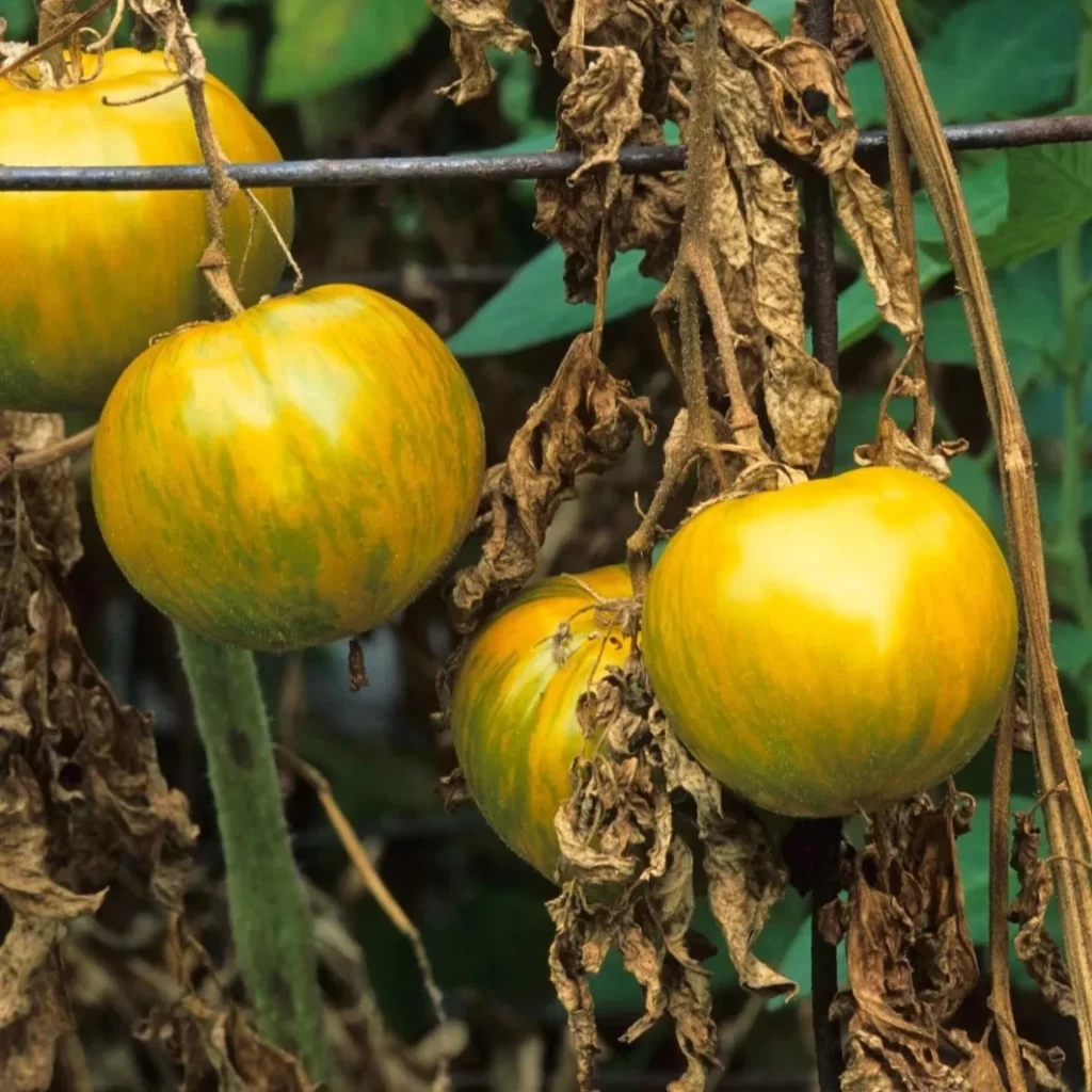 Tomato plant fusarium disease 1