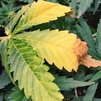 What Causes Nitrogen Deficiency