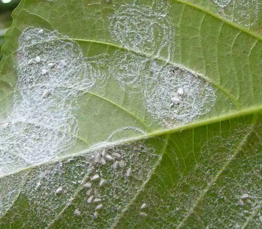 Whitefly Infestation