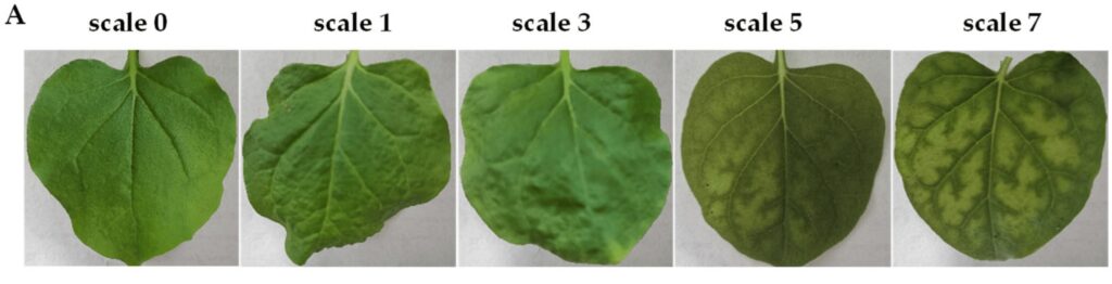 alfalfa mosaic virus guide