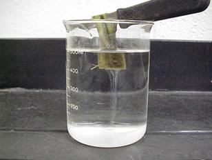 bacterial wilt diagnosis