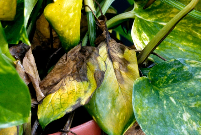 bacterial wilt disease