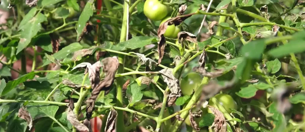 bacterial wilt in tomatoes 2