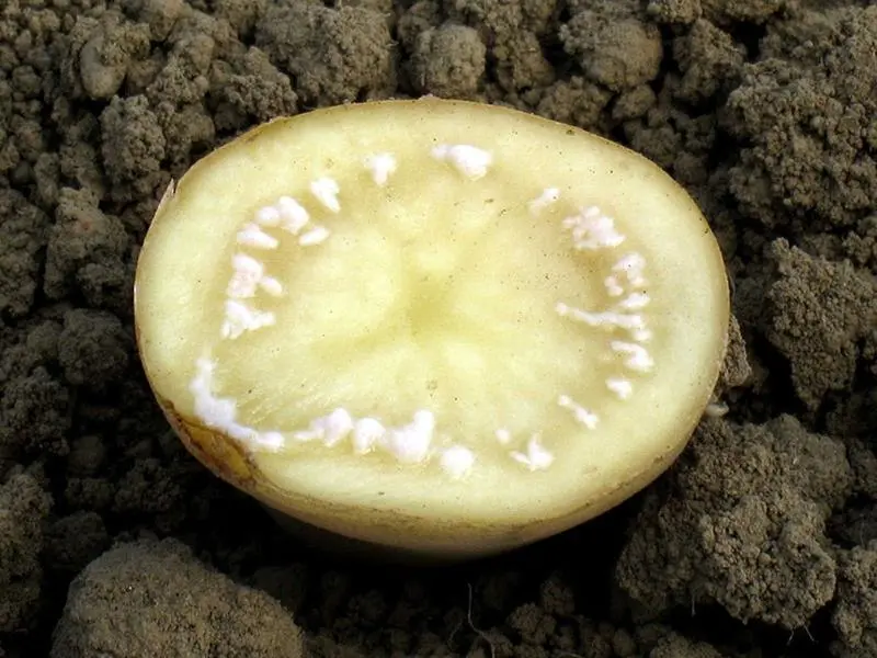 bacterial wilt potato