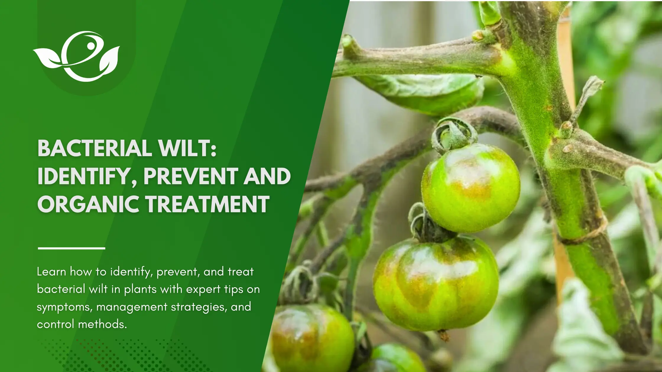 bacterial wilt treatment