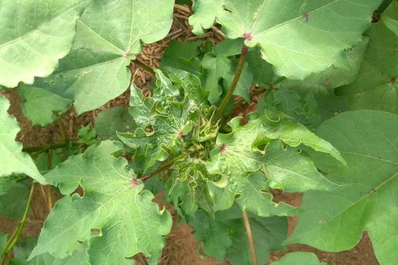 boron deficiency cotton 1579687701