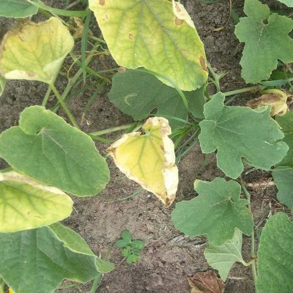 boron deficiency cucumber 1580744369