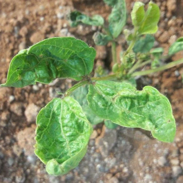 boron deficiency gram 1579687758