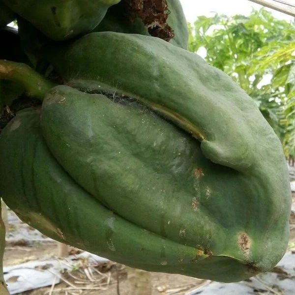 boron deficiency papaya 1580745010