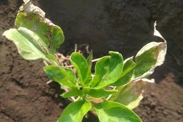 boron deficiency pepper 1562078085