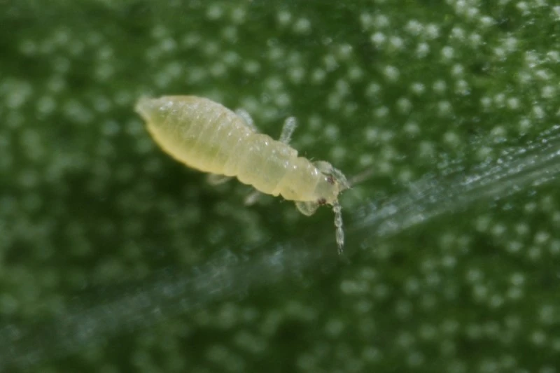 chilli thrips larva l. s. osborne