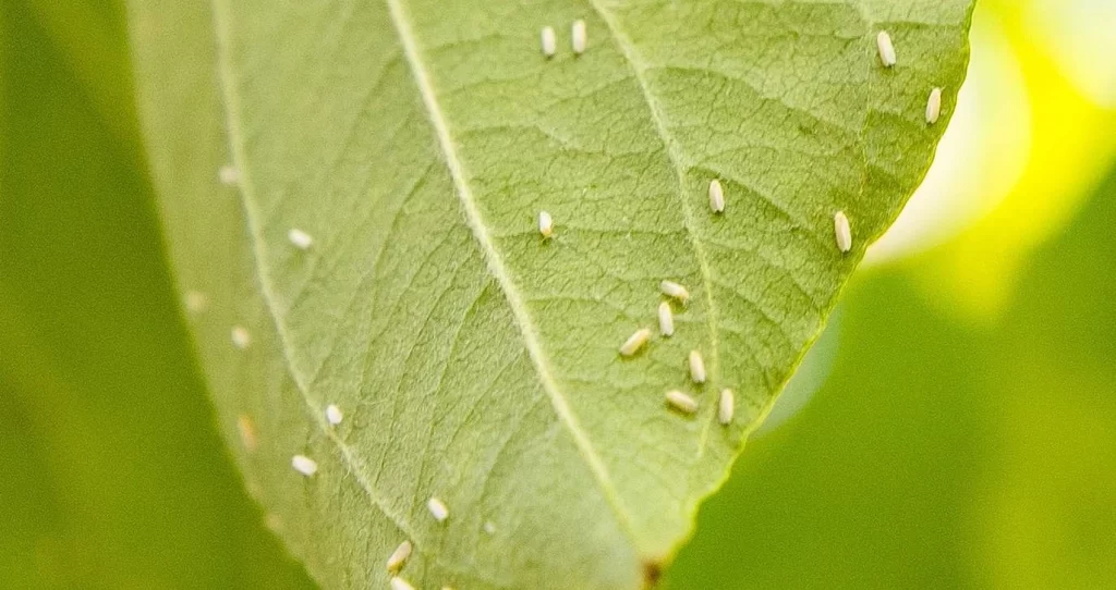 whitefly control