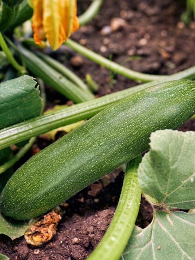 common disease in zucchini plant