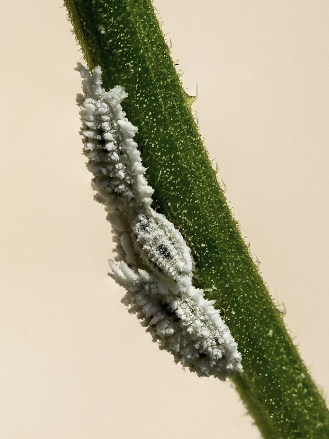 Mealybugs_on_flower