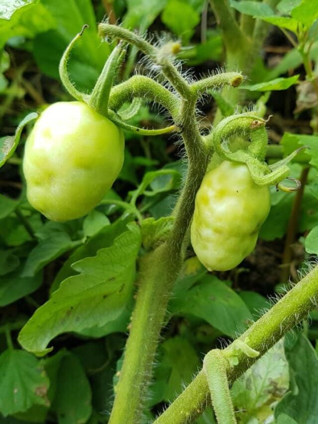 common disease in Tomato plant