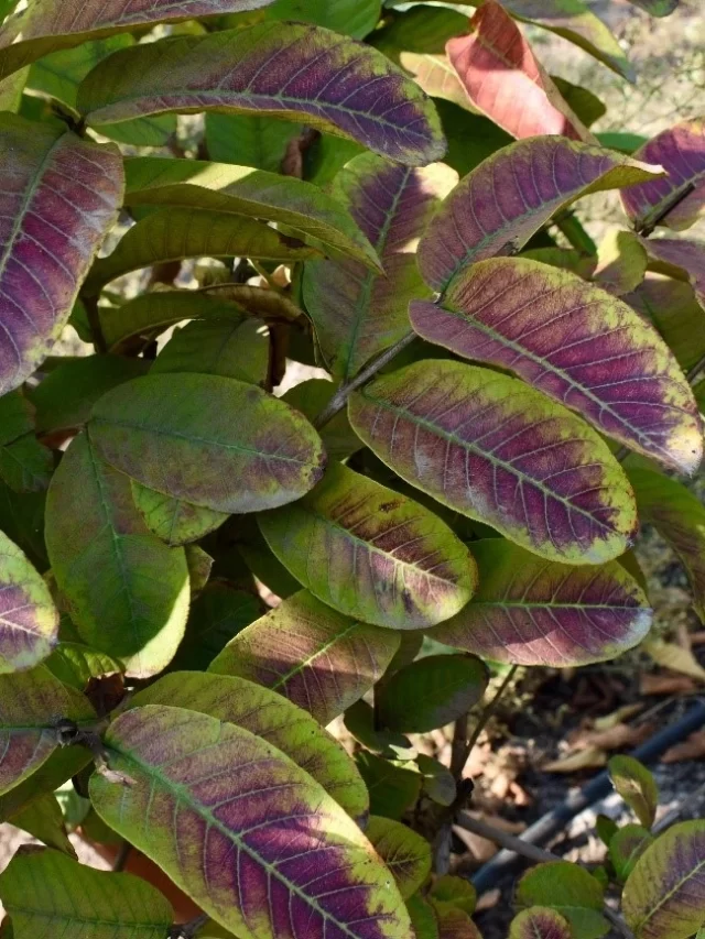 Phosphorus Deficiency Symptoms: Every Gardener Should Know