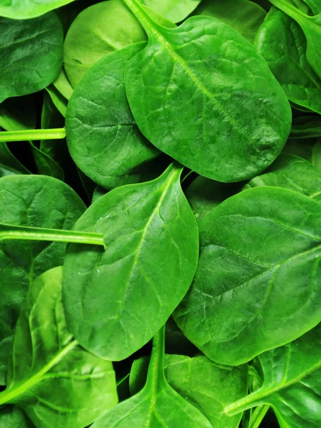 fresh-spinach