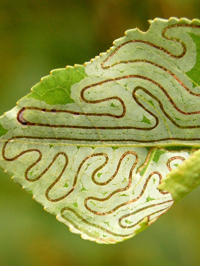 Symptoms of Leaf Miner