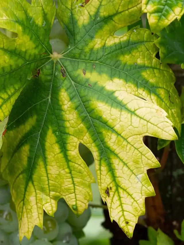 Spotting Nitrogen Deficiency in Plants