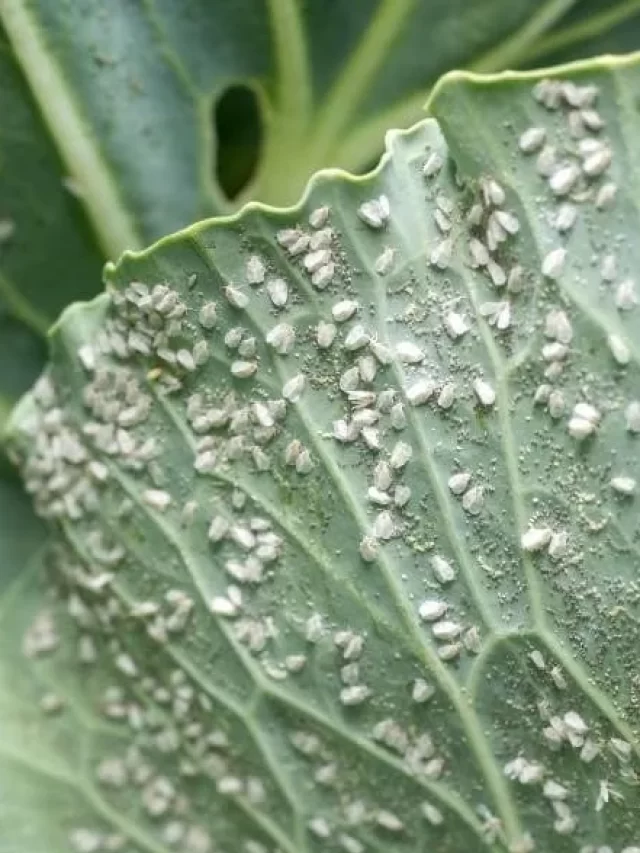 whiteflies treatment