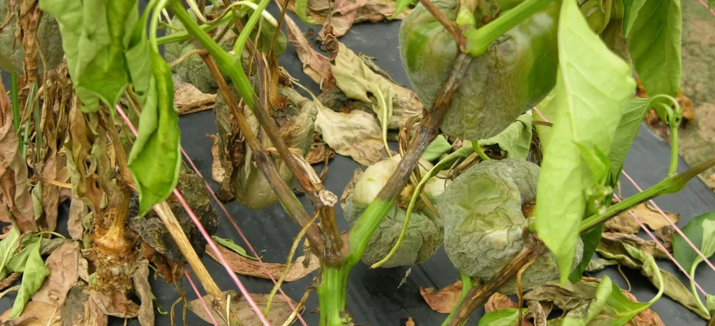 Phytophthora Blight of Peppers