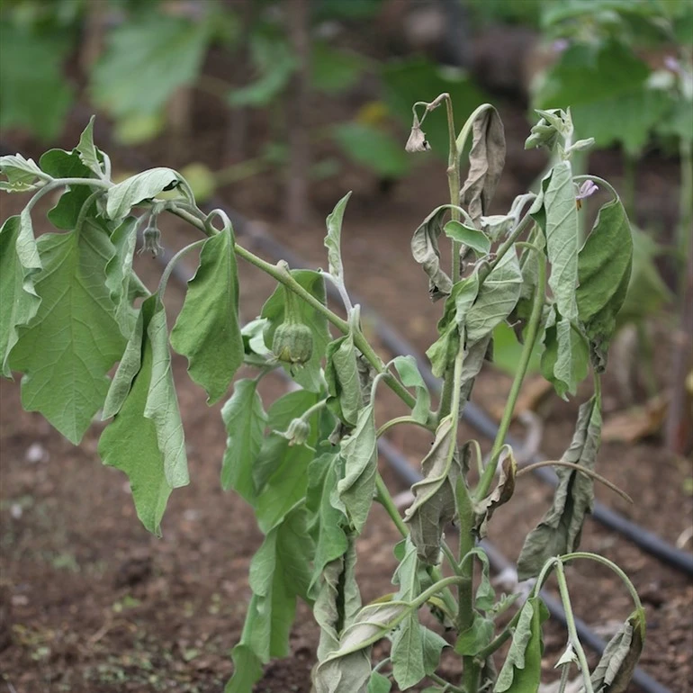 eggplantbw2