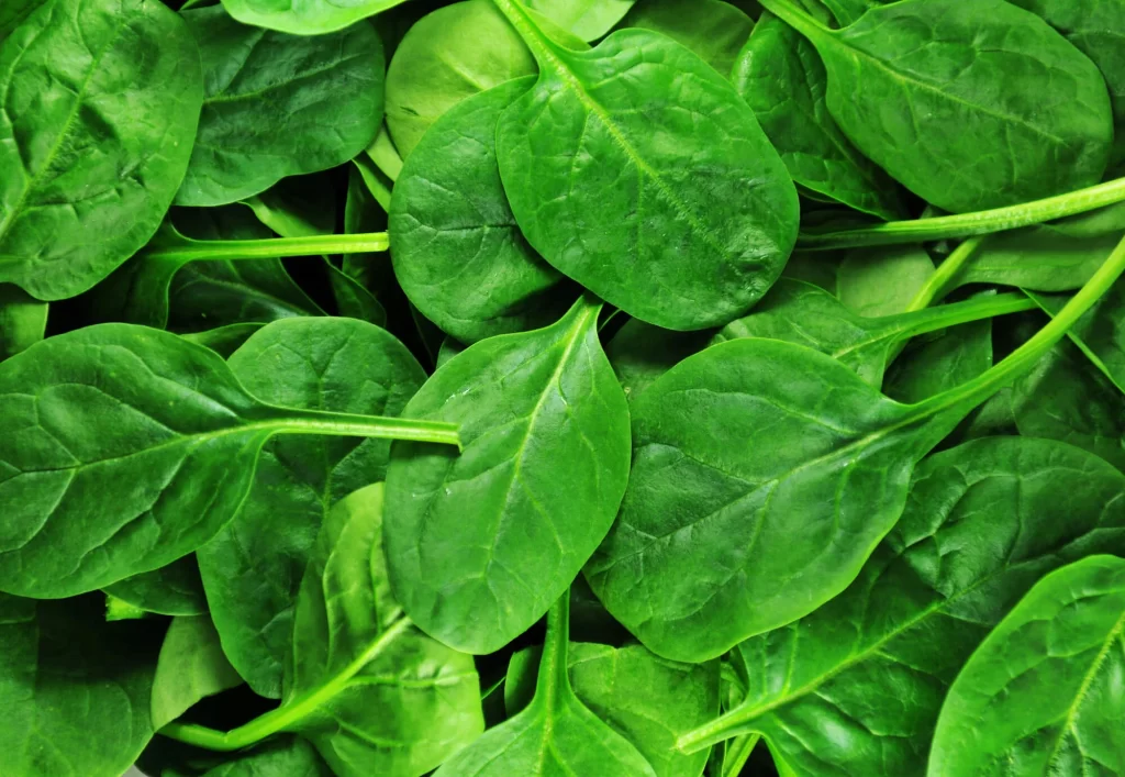 fresh-spinach