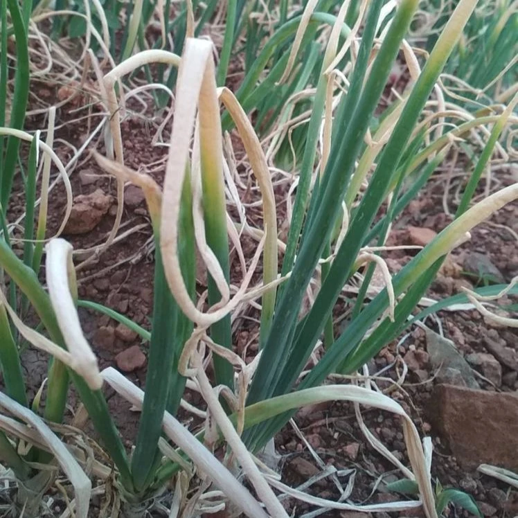 fusarium wilt onion 1562843172