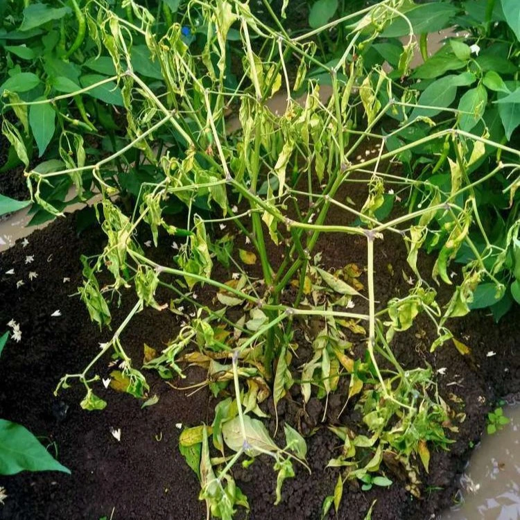 fusarium wilt pepper