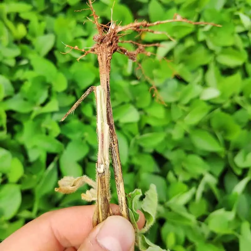 Fusarium wilt - Prevention, Control and Damage