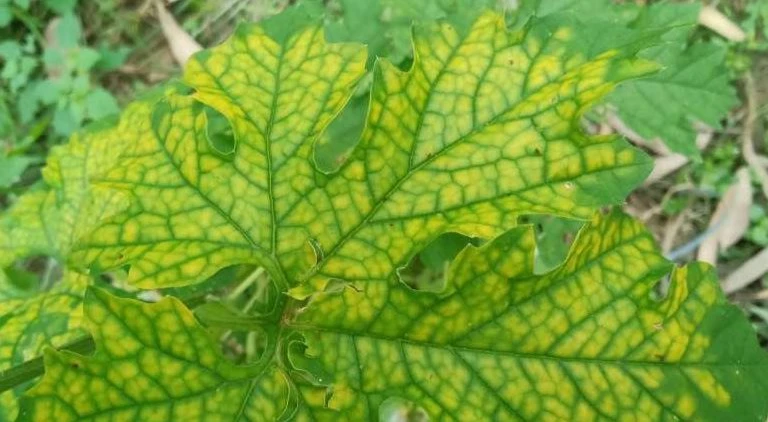 iron deficiency cucumber