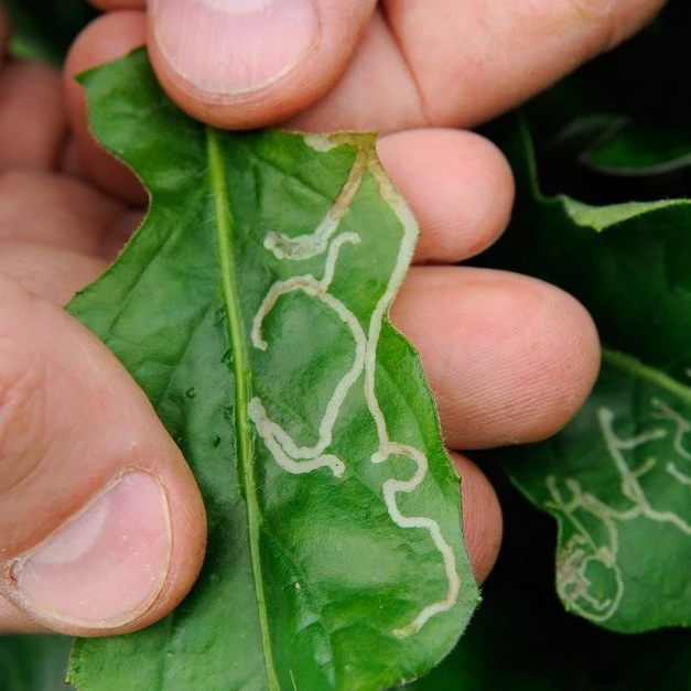 leaf miner damage