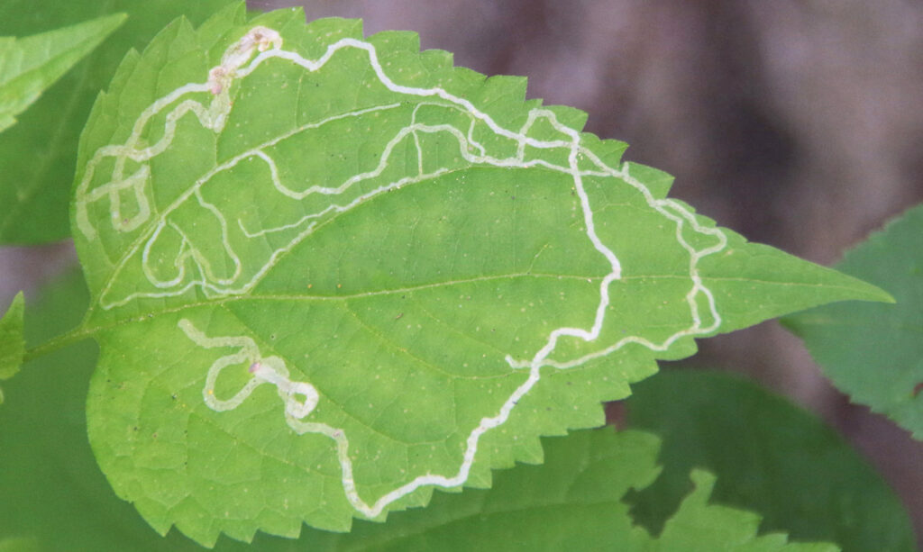 Symptoms of Leaf Miner
