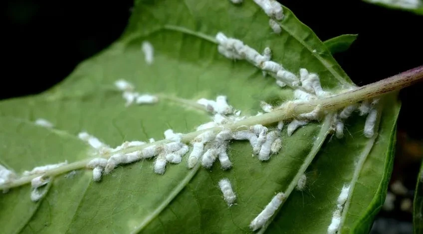 mealybugs 1