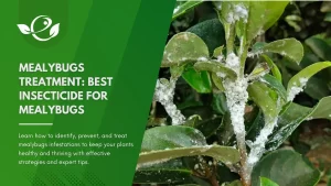 mealybugs treatment