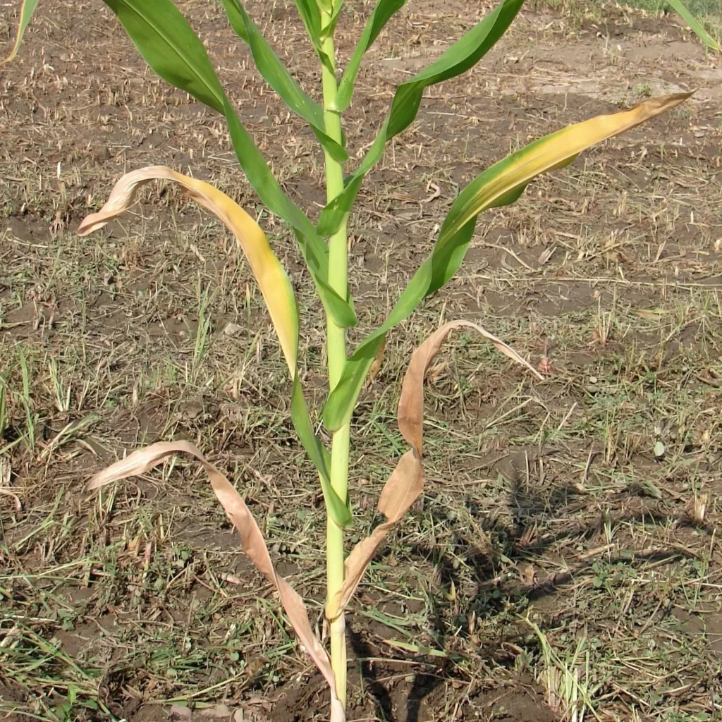 nitrogen deficiency in maize global 2