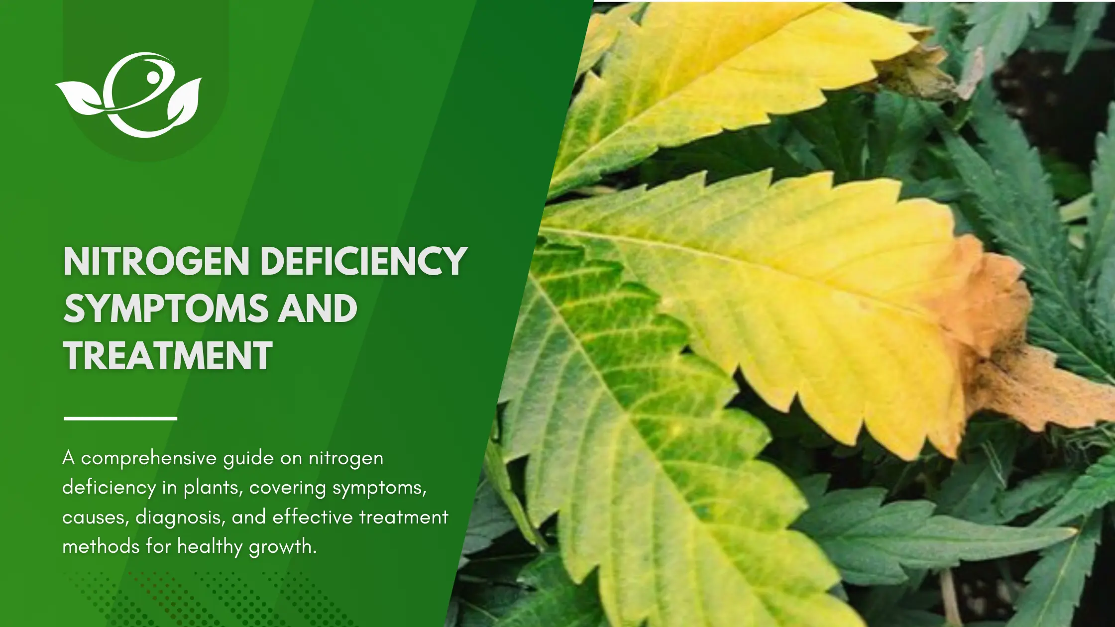 Nitrogen Deficiency Symptoms and Treatment