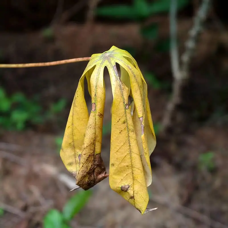 nitrogen deficiency cassava