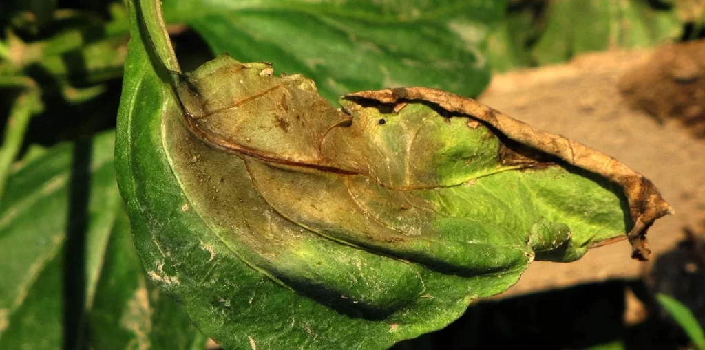 blight on pepper plants